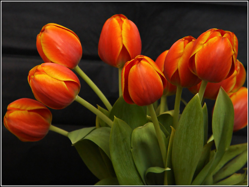 <b>A Tulip Bouquet</b> <br>by <font size = 1> Carlos Chacon