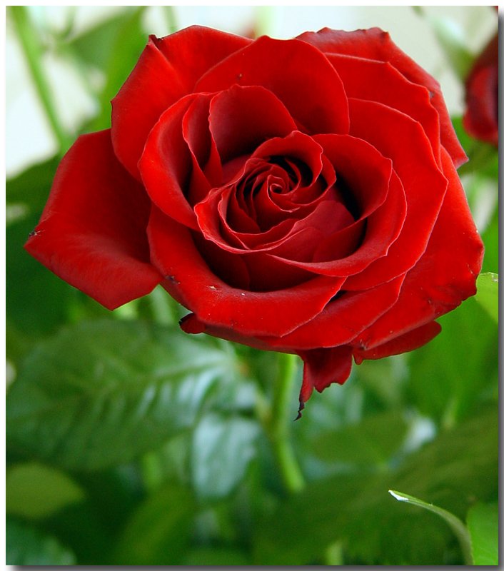 <b>*just a Rose #1</b><br><font size=1> by Hewy