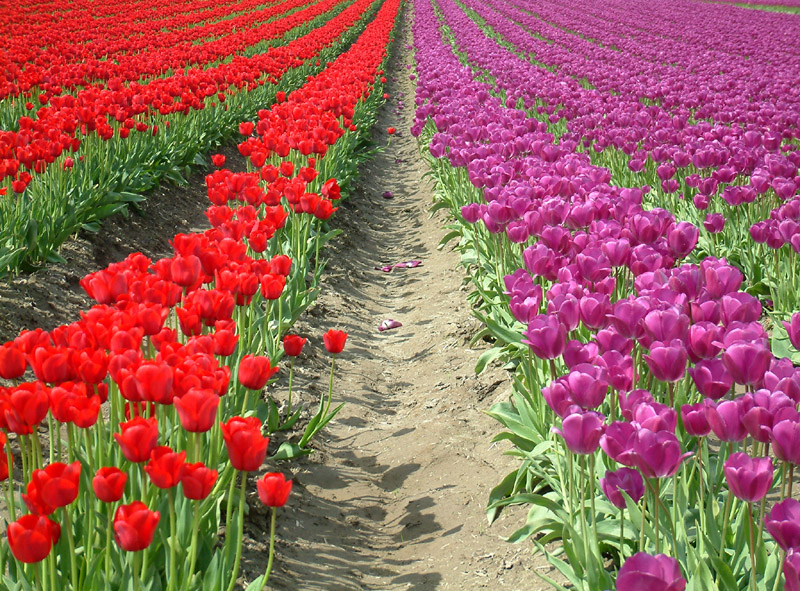 Red V Purple    By Dave McMillan*