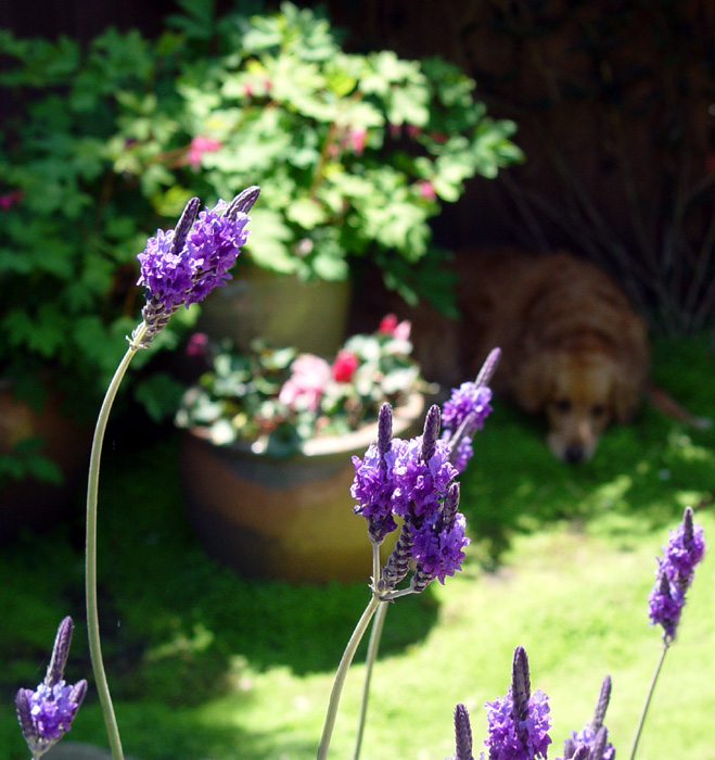 Let sleeping lavender lie...<br>by Michael Puff