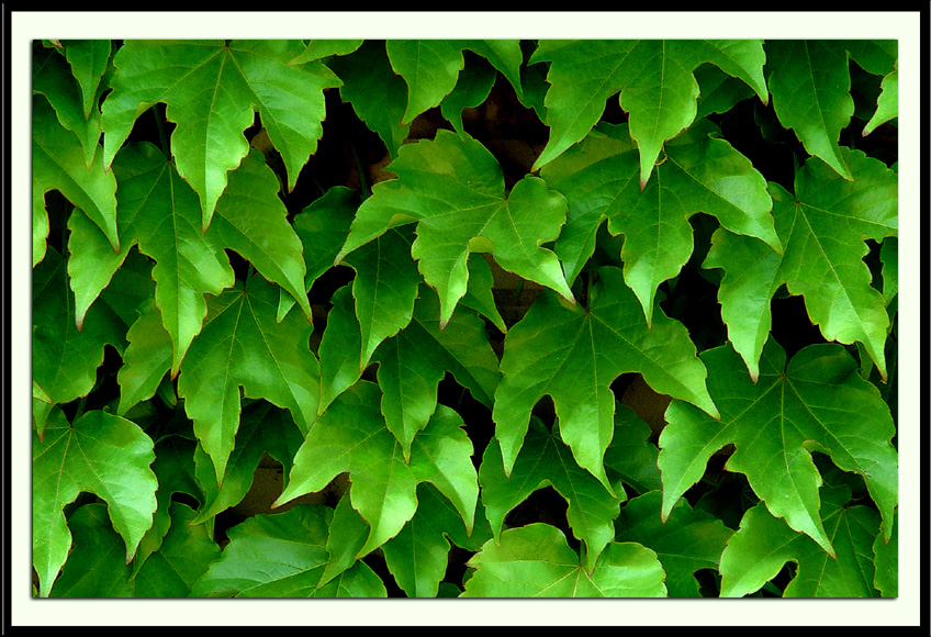Leaves<br> by Kenan Oran