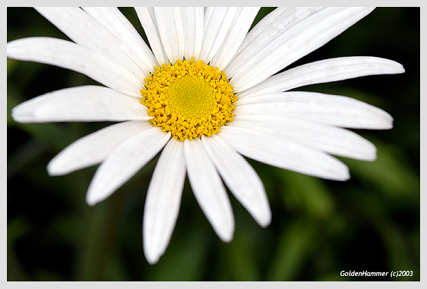 <b>White Pretty</b><br>GoldenHammer