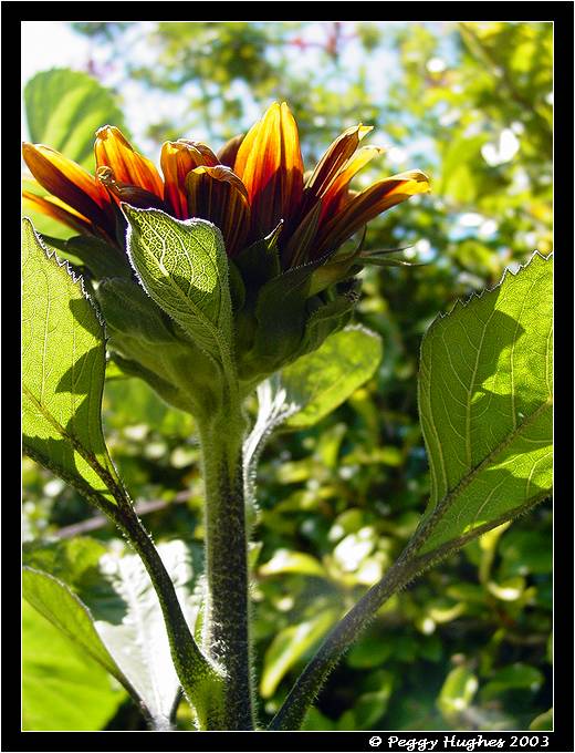 golden sunflower* by Peggy