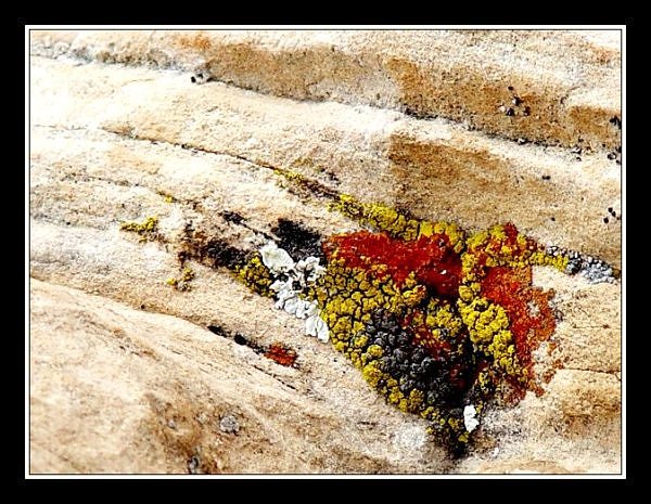 Lichen<br><font size=1>by Bev Brink<?font>