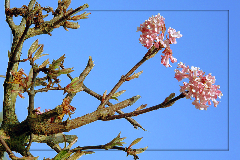 First spring blossom<br><font size=1>by Hewy<?font>