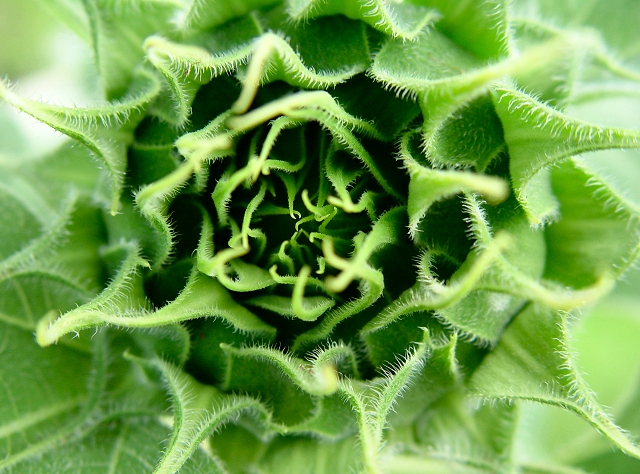 Sunflower bud* ~ rrehkemper