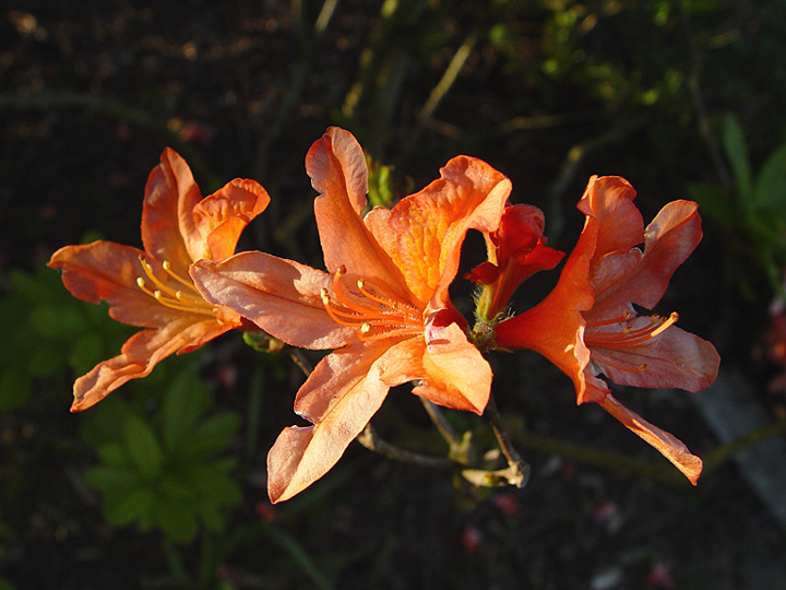 <b>Rhodie Sunbathing</b><br> <font size=1>by Arvin Chaikin</font size>