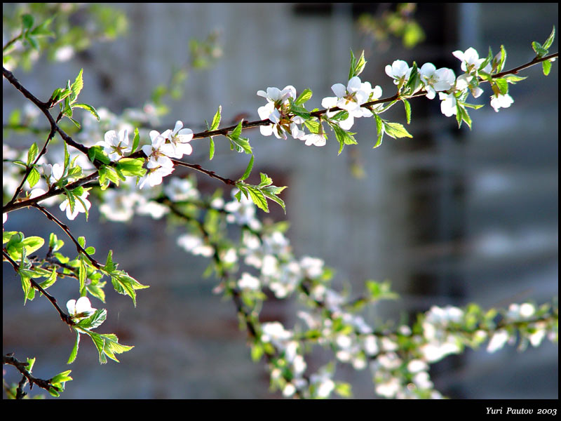 <b>In the morning light</b><br> by Yuri Pautov