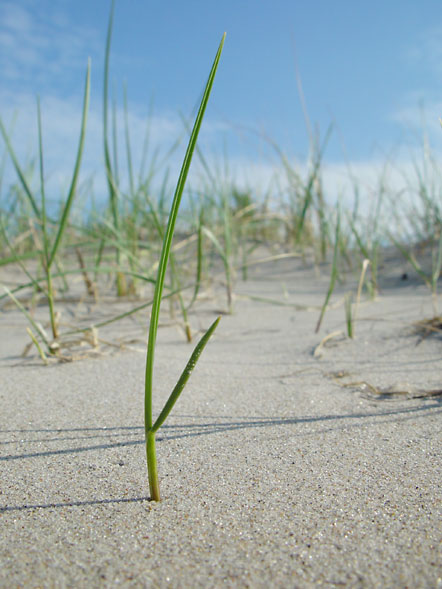 <b>In the dunes * </b><br>by Willem
