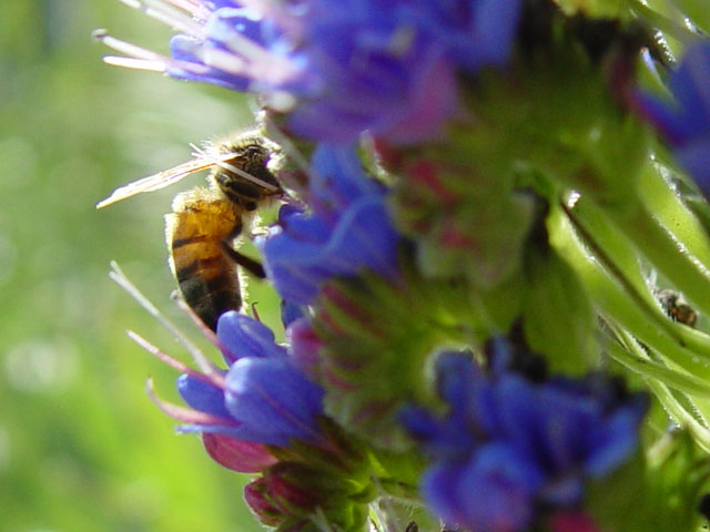 <b>The Bee Magnet*</b><br> <small>by <a href=http://www.howcheng.com/ target=n><u>Howard Cheng</u></a></small>