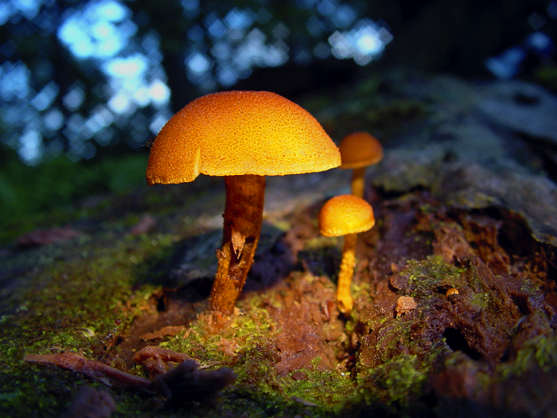 3rd<br>Mushroom by Flashlight</b><br>Fremiet