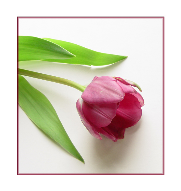 Simple Beauty  <br> by Michele Pesta