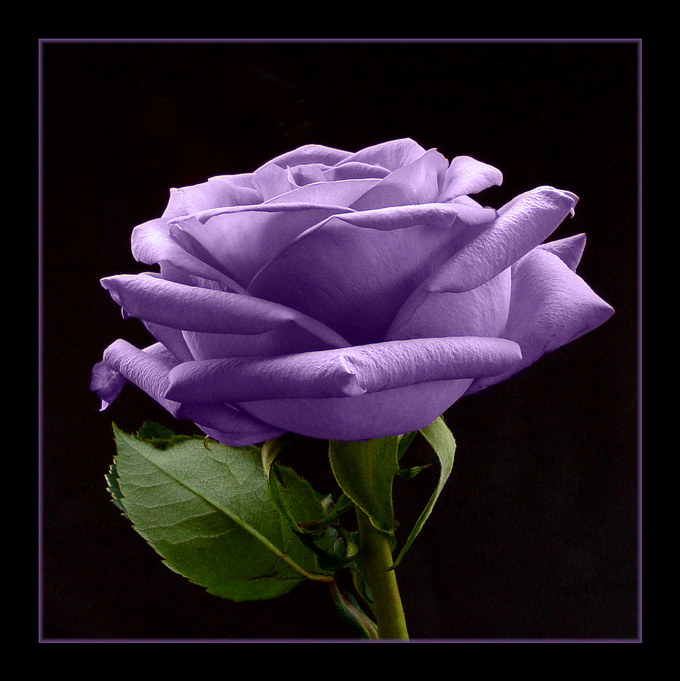<b>1st Place-Winner</b><br>Purple Rose <br> by Michele Pesta