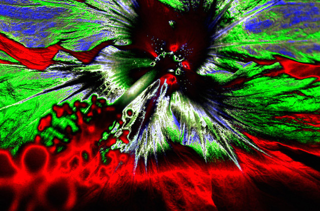 Hibiscus Rage by ICGIGGS