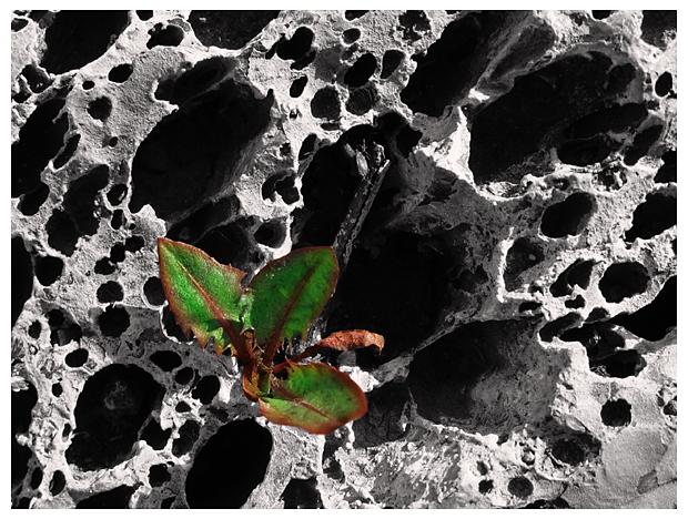 Lava Plant by Sarah D