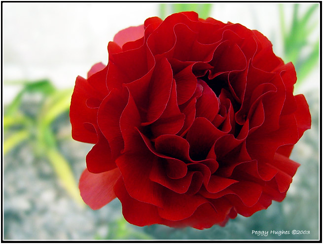 my Sony reds by Peggy