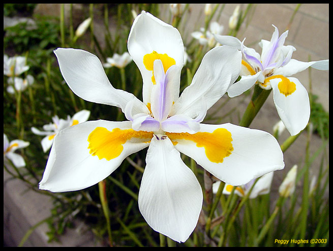 little white ones by Peggy