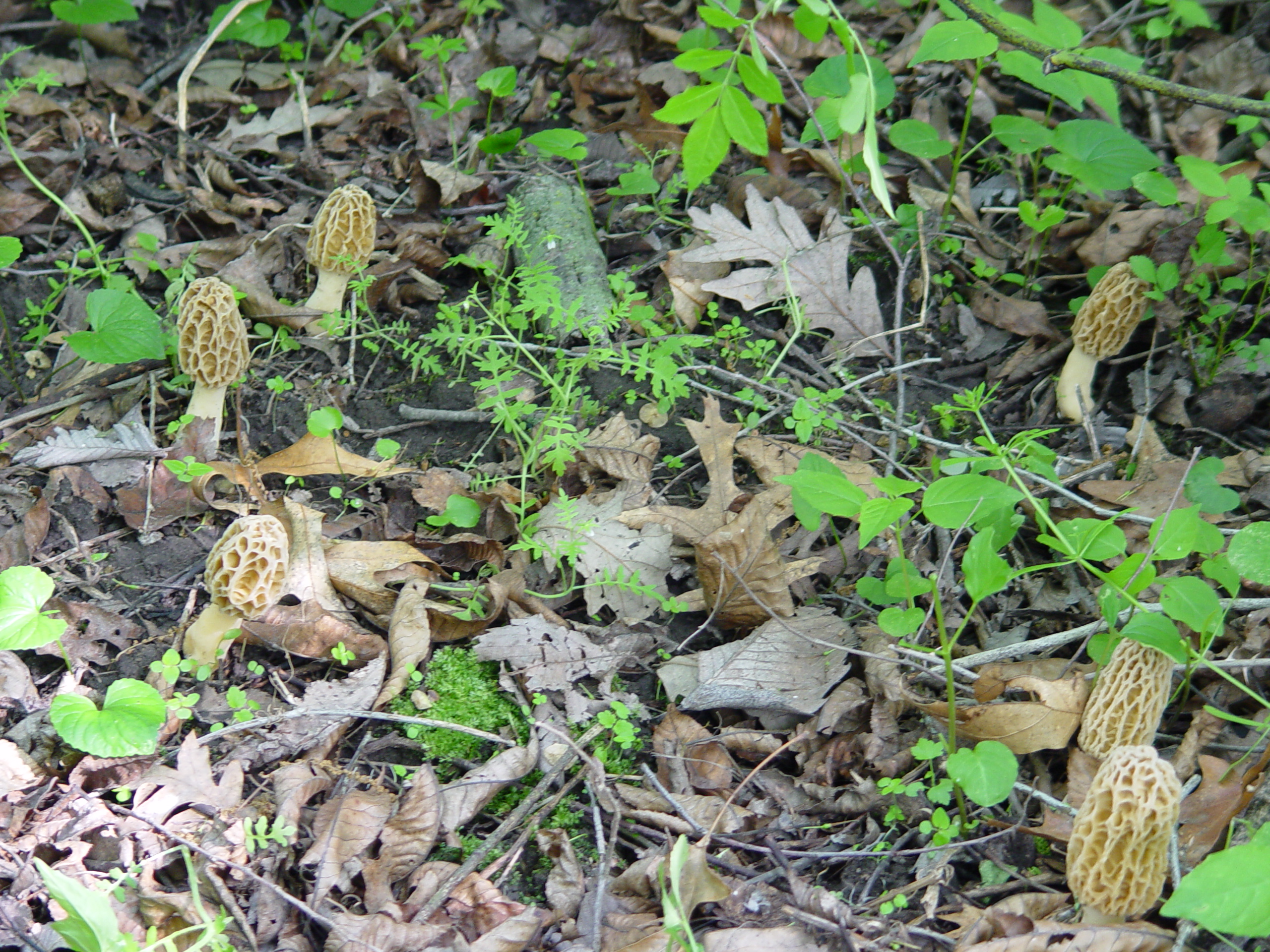 IOWA MOREL MUSHROOMS       by Bigwad