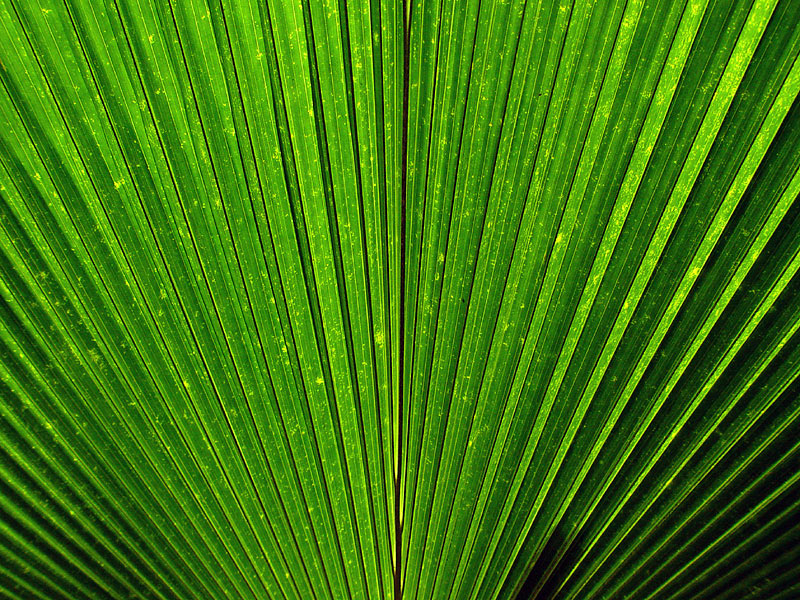 <b>Green Fan</b> <br>by <font size = 1> Carlos Chacon
