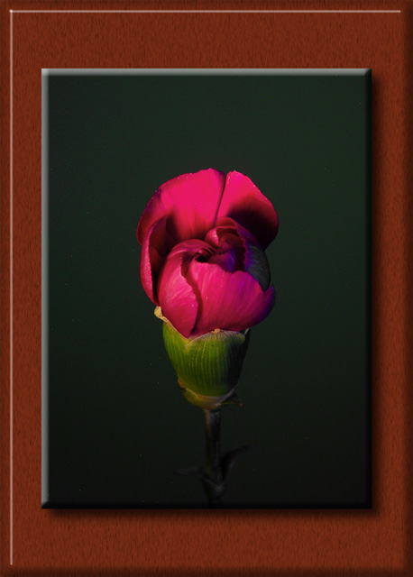 <b>Red Carnation*</b><br><font size = 1> by mikelj