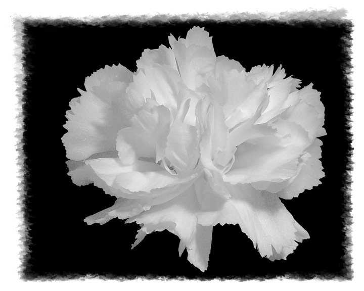 <b>White Carnation*</b><br><font size = 1> by mikelj