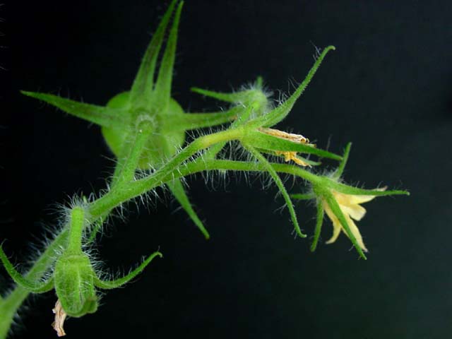Needles by florg