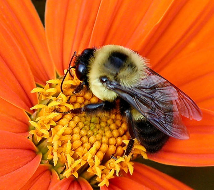 <b>The pollinator*</b><br><c>--Boris Sidis</c>