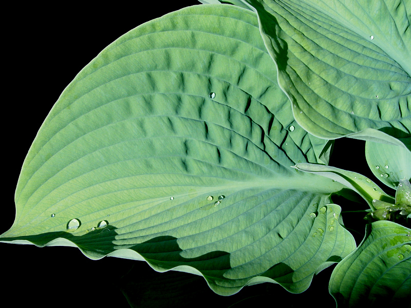 <B>Leaves with Shadows</B>*<BR><FONT size=2>by Ann Chaikin</FONT>