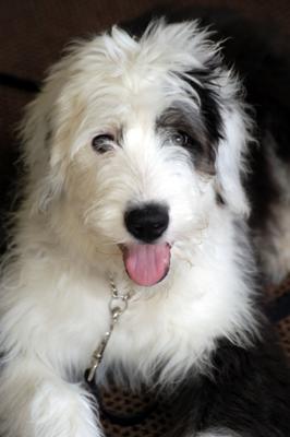 Higgins at 4 months