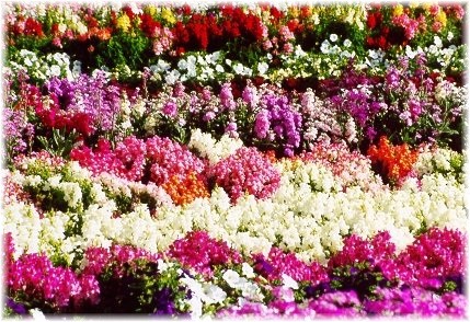 fleur008.JPG