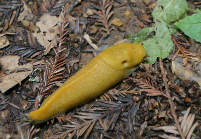 u27/tammyhomma/medium/16833653.bananaslug.jpg