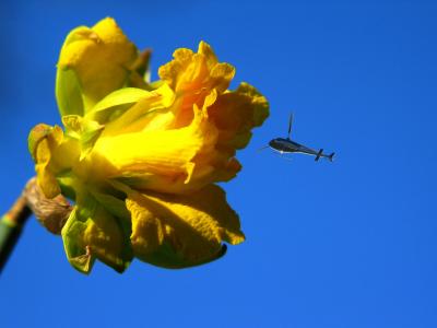 helico