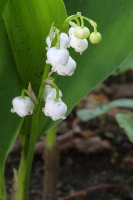 Lilly-of-Valley_CRW_6261.jpg