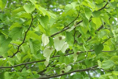 u27/tbodley/medium/16208980.HandkerchiefTree.jpg