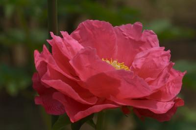 Sharp_CRW_6368.jpg