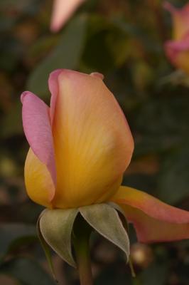 Sharp_CRW_6462.jpg