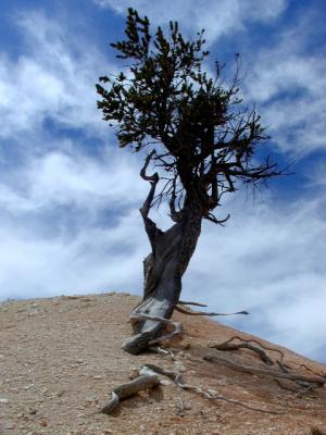 bristlecone pine .jpg