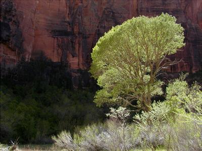 sunlit tree.jpg