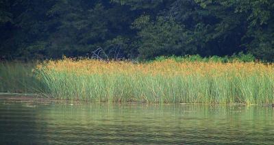 North shore reeds