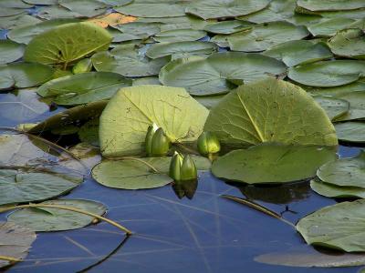 Water lilies #3