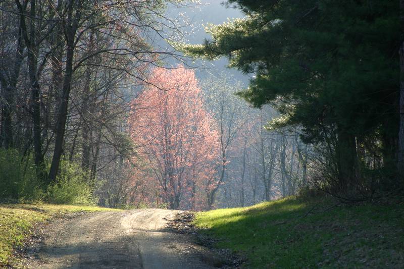 Sunlit road