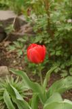 Lindas Tulip
