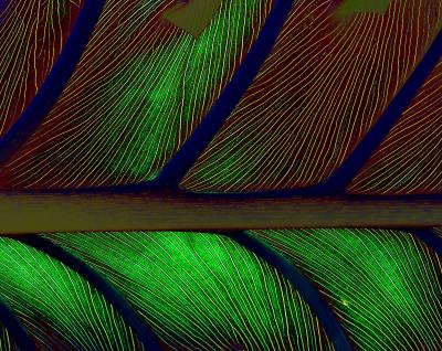 curved leaf, abstract