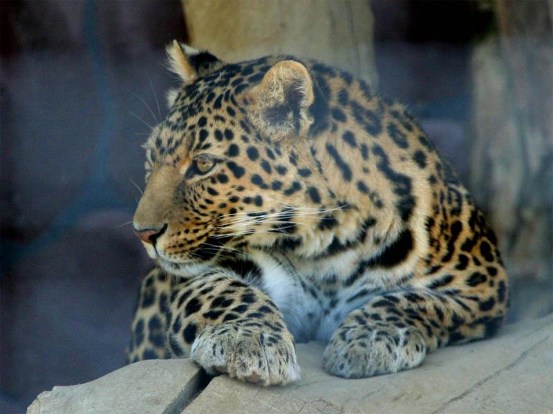 BigCat_2.jpg