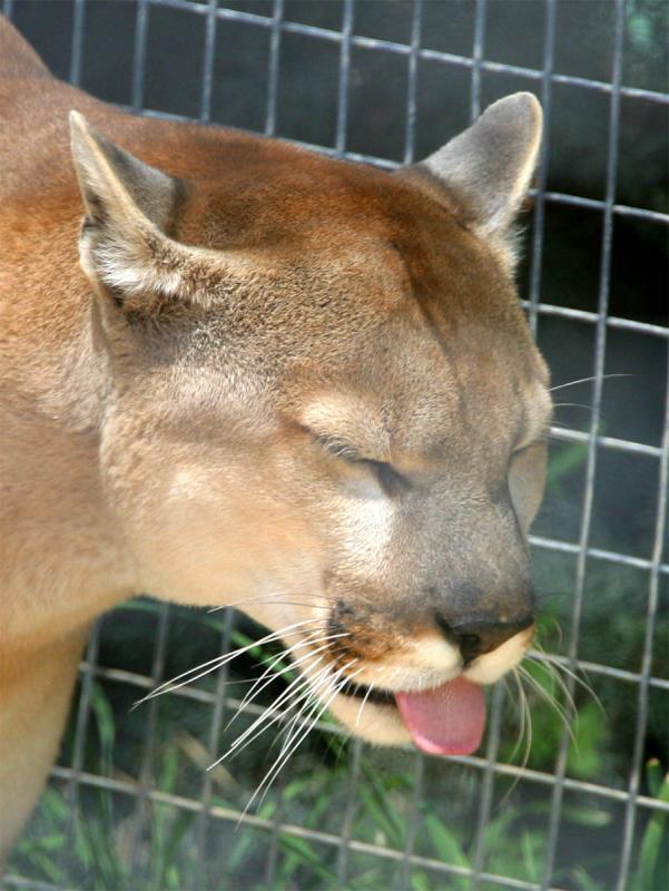 Cougar_2.jpg