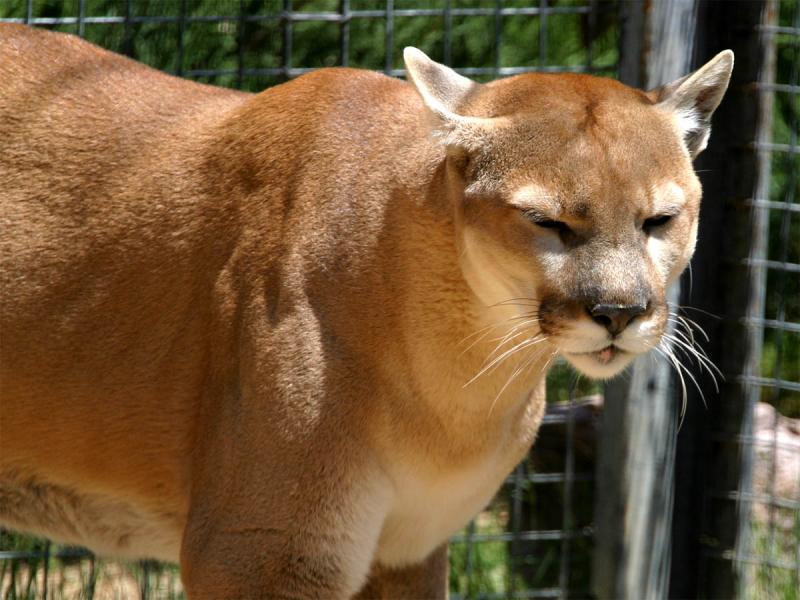 Cougar_3.jpg