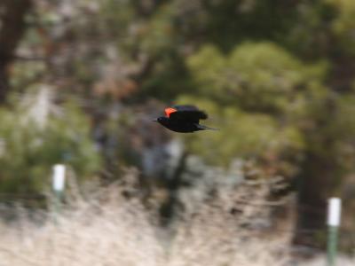 Red Winged Black Bird