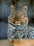 BigCat_3.jpg