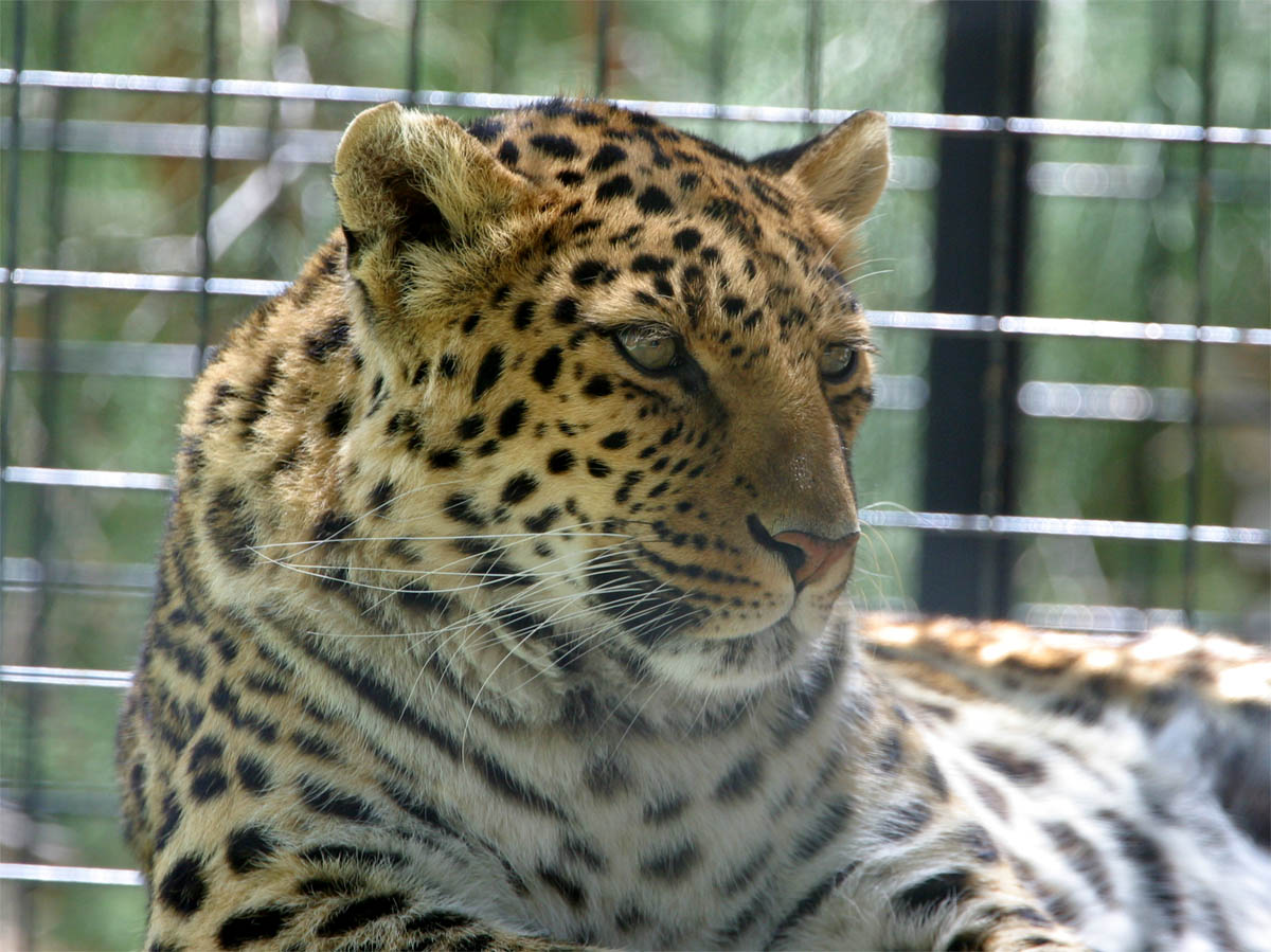 BigCat_1.jpg