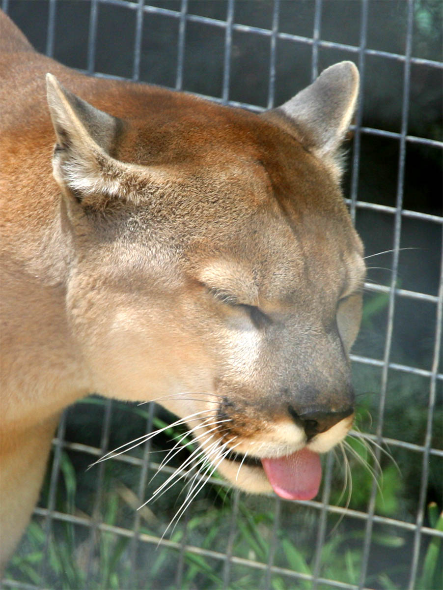 Cougar_2.jpg